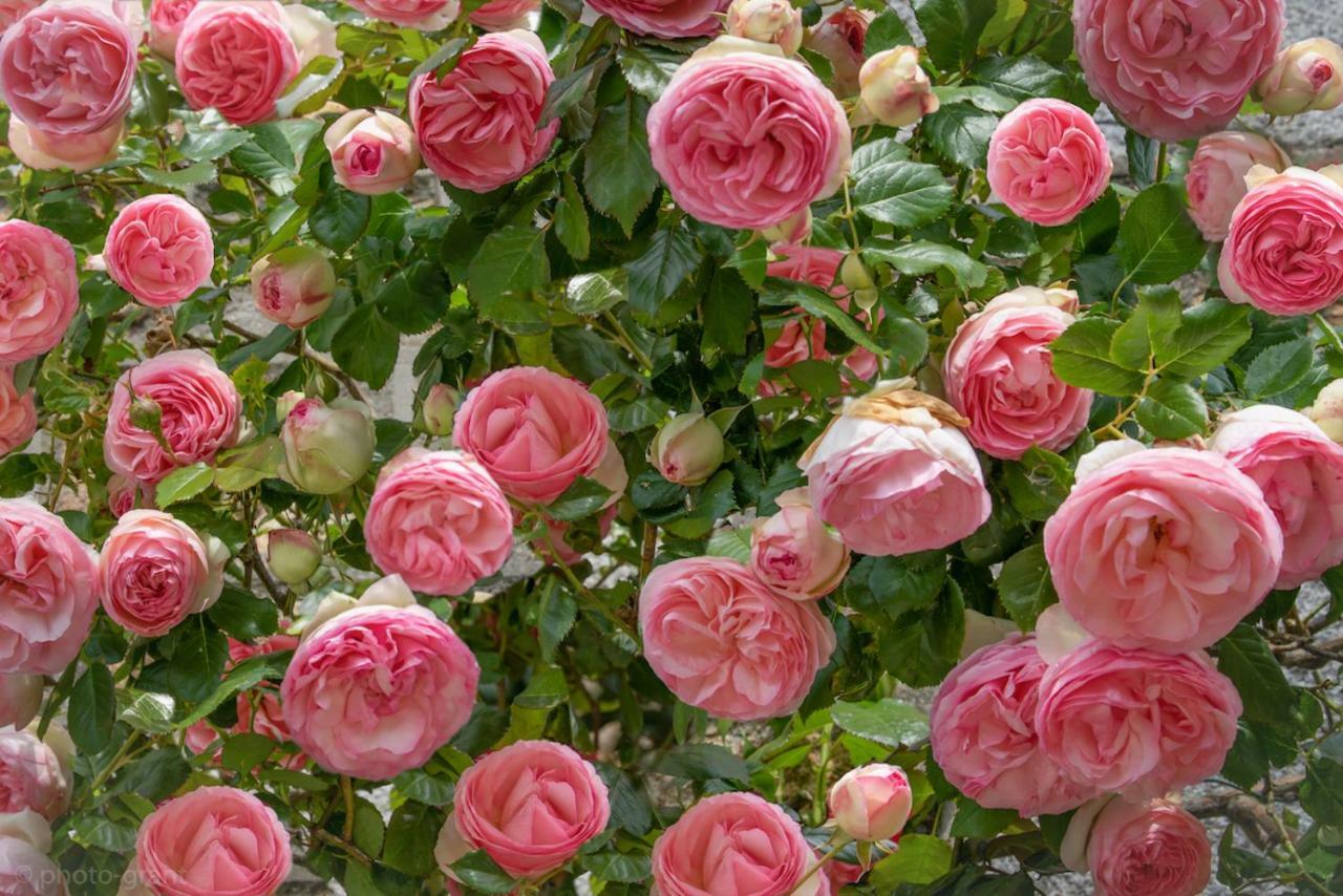 Maison D'Hotes De Charme La Rose De Ducey Pres Du Mont Saint Michel Екстер'єр фото